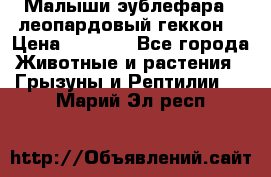 Малыши эублефара ( леопардовый геккон) › Цена ­ 1 500 - Все города Животные и растения » Грызуны и Рептилии   . Марий Эл респ.